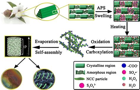  Nanocrystalline Cellulose: ปฏิวัติวงการวัสดุใหม่สำหรับแบตเตอรี่และอุปกรณ์อิเล็กทรอนิกส์!