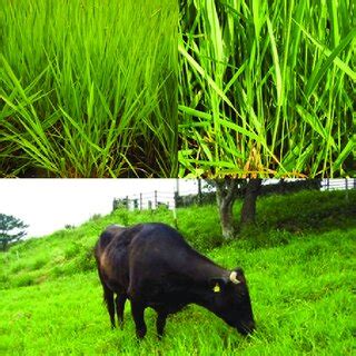 Urochloa:  ทุ่งหญ้าอ่อนนุ่มสำหรับการเลี้ยงสัตว์และการผลิตชีวภาพ!